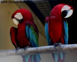 Macaw Mates