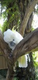 Mr Acrobat Cockatoo