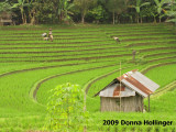 Sawah Rice Farming