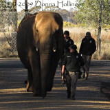 Saturday Morning Walking the Elephants