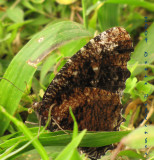 Butterfly (like our Mourning Cloak?)