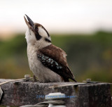 Kookaburra calling wildly