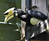 hornbill.1865 copy.jpg