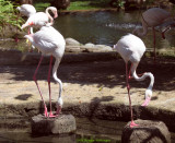 Flamingos