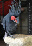This Black Cockatoo is eating a peanut
