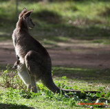 Red Kangaroo and Joey