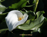 Callas Lily