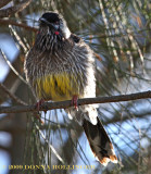 Red Wattlebird