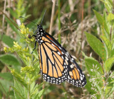 monarch.0006.jpg