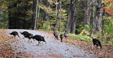 Wild Turkeys Crossing the Road