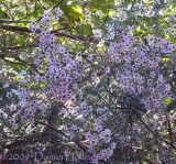 Flowery Tree at Jan and Rics