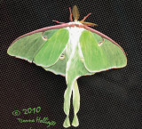 Male Luna Moth