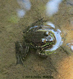 Small Dark Green Frog