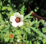  A Mallow I Wait For Every Year