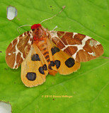 864.Arctiidae.tiger.m0293.jpg