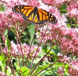 Monarch in Joe Pyeweed