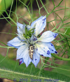 White-Blue Nigella, with bug