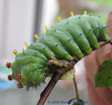 The Caterpillar Stage of a Cecropia Moth