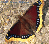 Mourning Cloak Butterfly