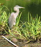 Great Blue Heron with Basketball