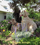Two English Setters in the Garden