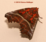 Orange and Brown Moth