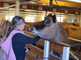 Anni Admiring the Dairy Cow