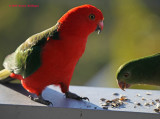  King Parrot pair