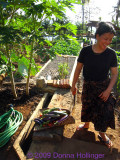 Dar harvesting eggplants and peppers