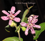 Toad Lily Blooms