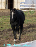 Black Beauty After Feeding