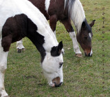 Horses in Strafford Vermont