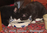 Littlest guy is Rockie, and Female Kitten Rosemary