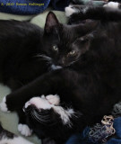 Tangled kittens