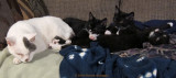 Sleeping Together: Ching and the kittens