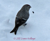 Common Redpoll