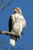Young Redtailed Hawk Today