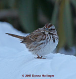 Song Sparrow Feeding at Mount Auburn