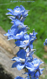 Pacific Delphinium Rebloom