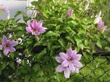 Clematis