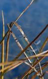 Damselflies mating