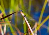 Autumn mating
