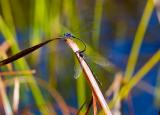 Autumn mating