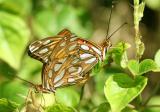 Mating Gulf Fritillaries