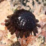 A Sea Urchin named Helmut