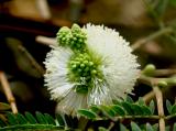 Leucaena leucocephala