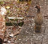 Erckels Francolin