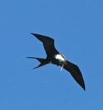 Taking a look down there.  Frigate Bird