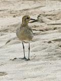 Pacific Golden Plover