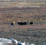 Musk Ox realignment